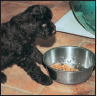 Portuguese Water Dog - image 6