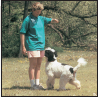 Portuguese Water Dog - image 7