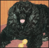 Portuguese Water Dog - image 9