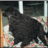 Portuguese Water Dog - image 11