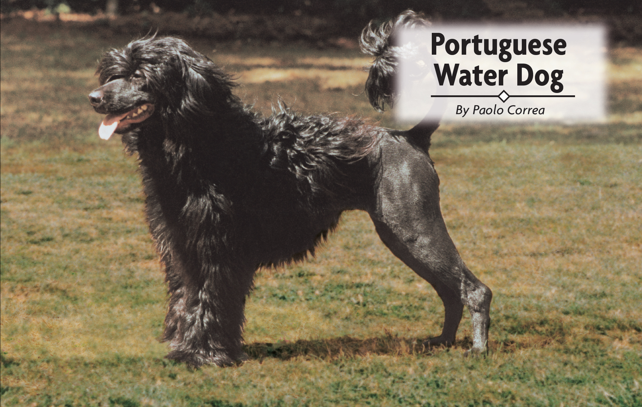 Portuguese Water Dog - image 1