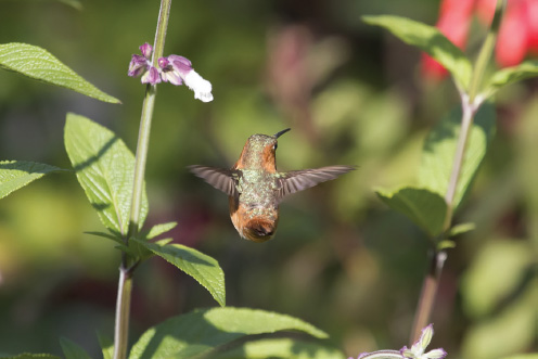 Allens Hummingbird flying in garden Since hummingbirds subsist primarily on the - photo 6