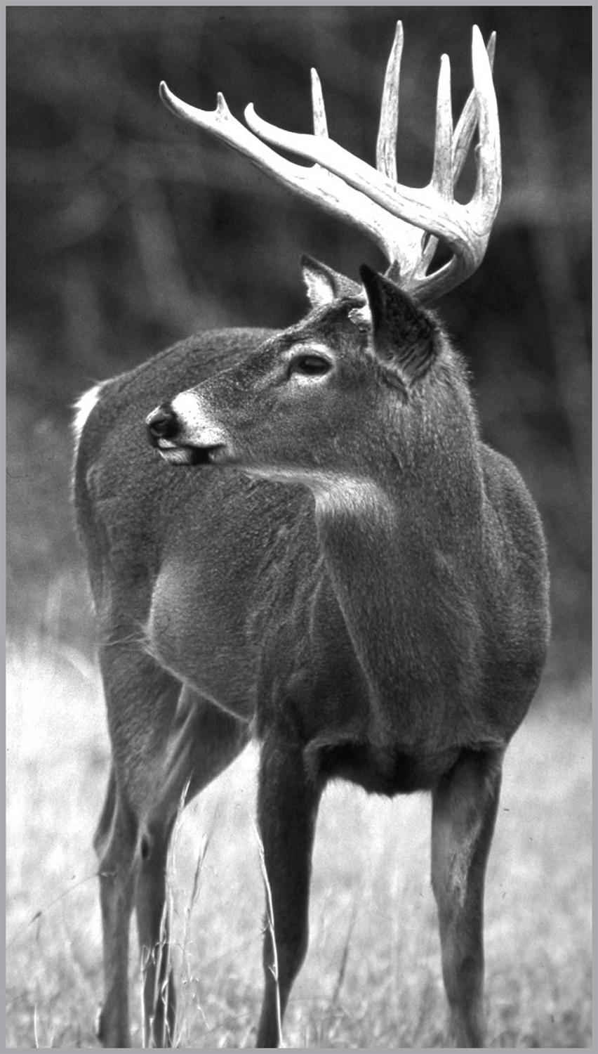 A CKNOWLEDGMENTS I had always hoped to do a book about hunting rutting - photo 4