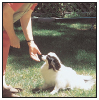 Papillons a Comprehensive Guide to Owning and Caring for Your Dog - image 8