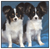 Papillons a Comprehensive Guide to Owning and Caring for Your Dog - image 9