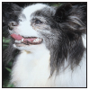 Papillons a Comprehensive Guide to Owning and Caring for Your Dog - image 10