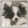 Also known as the butterfly dog the Papillon is one of the oldest and most - photo 3