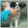 Papillons a Comprehensive Guide to Owning and Caring for Your Dog - image 5