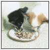 Papillons a Comprehensive Guide to Owning and Caring for Your Dog - image 7