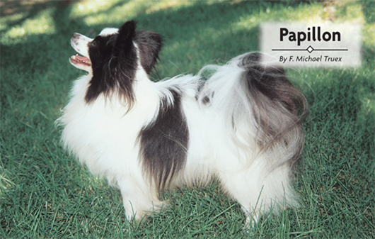 Physical Characteristics of the Papillon excerpted from the American Kennel - photo 1