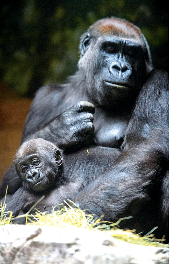 A mother and baby gorilla in the award-winning Fort Worth Zoo considered - photo 18