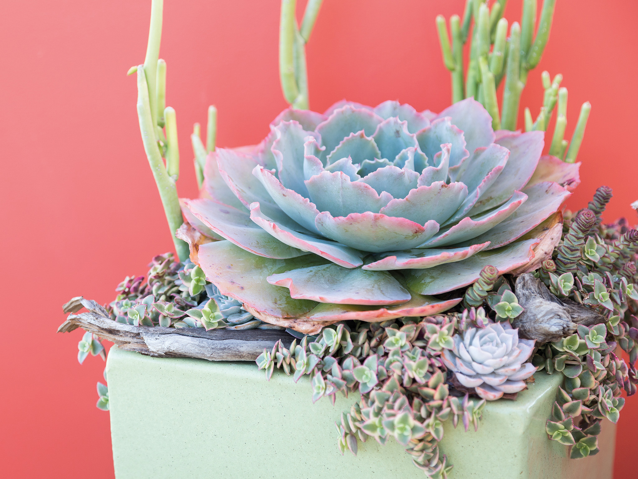 Getting to Know Succulents Youve seen succulents in magazines on your - photo 6