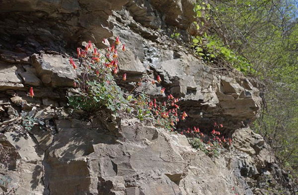 Aquilegia canadensis on a cliff-face in western North Carolina Anemonella - photo 4