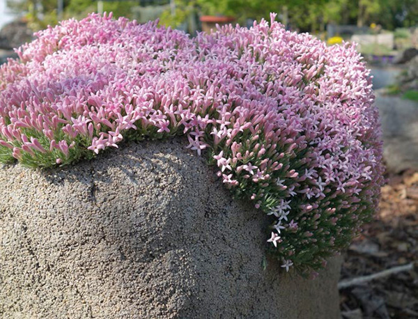 Asperula suberosa showing the classic beauty of an alpine plant Aesthetics is - photo 6