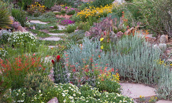 From plant choices to design this southwestern garden looks little like a - photo 9