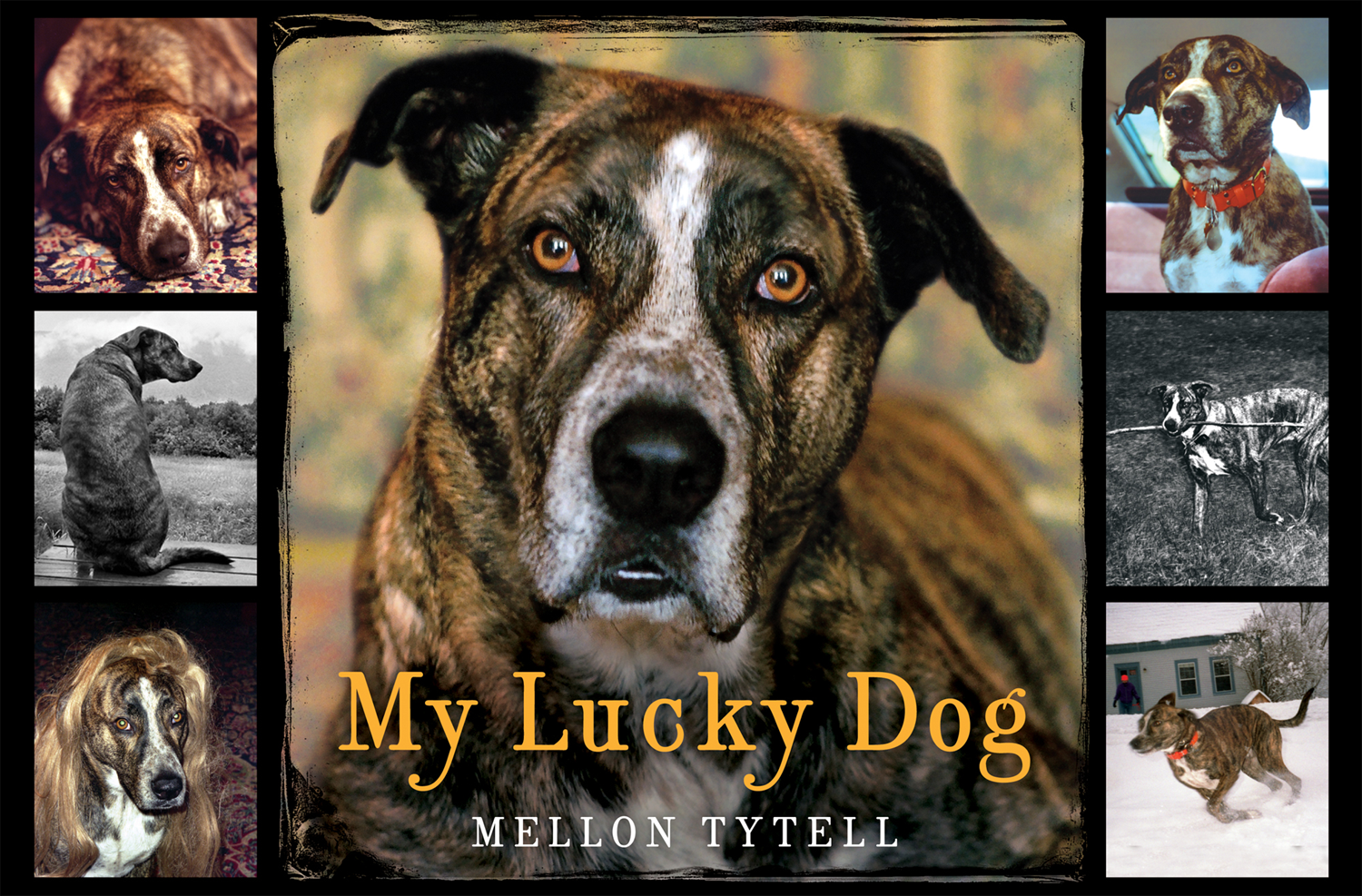 MY LUCKY DOG Mellon Tytell For John Tytell my love at first sight - photo 1