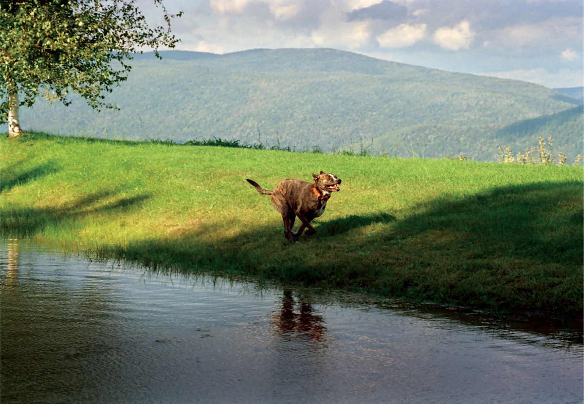 People always tried to guess Hunters breed Some said he ran like a greyhound - photo 14