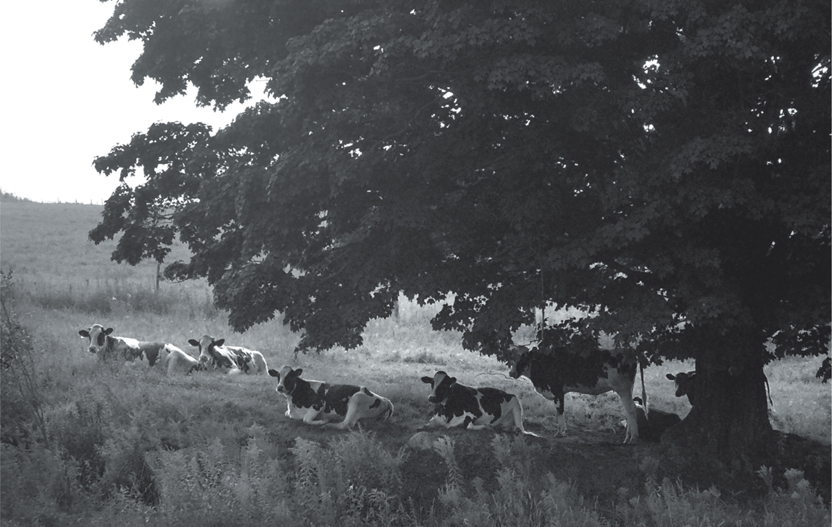 Every day we would take long hikes Hunter barked at the cows but they couldnt - photo 24