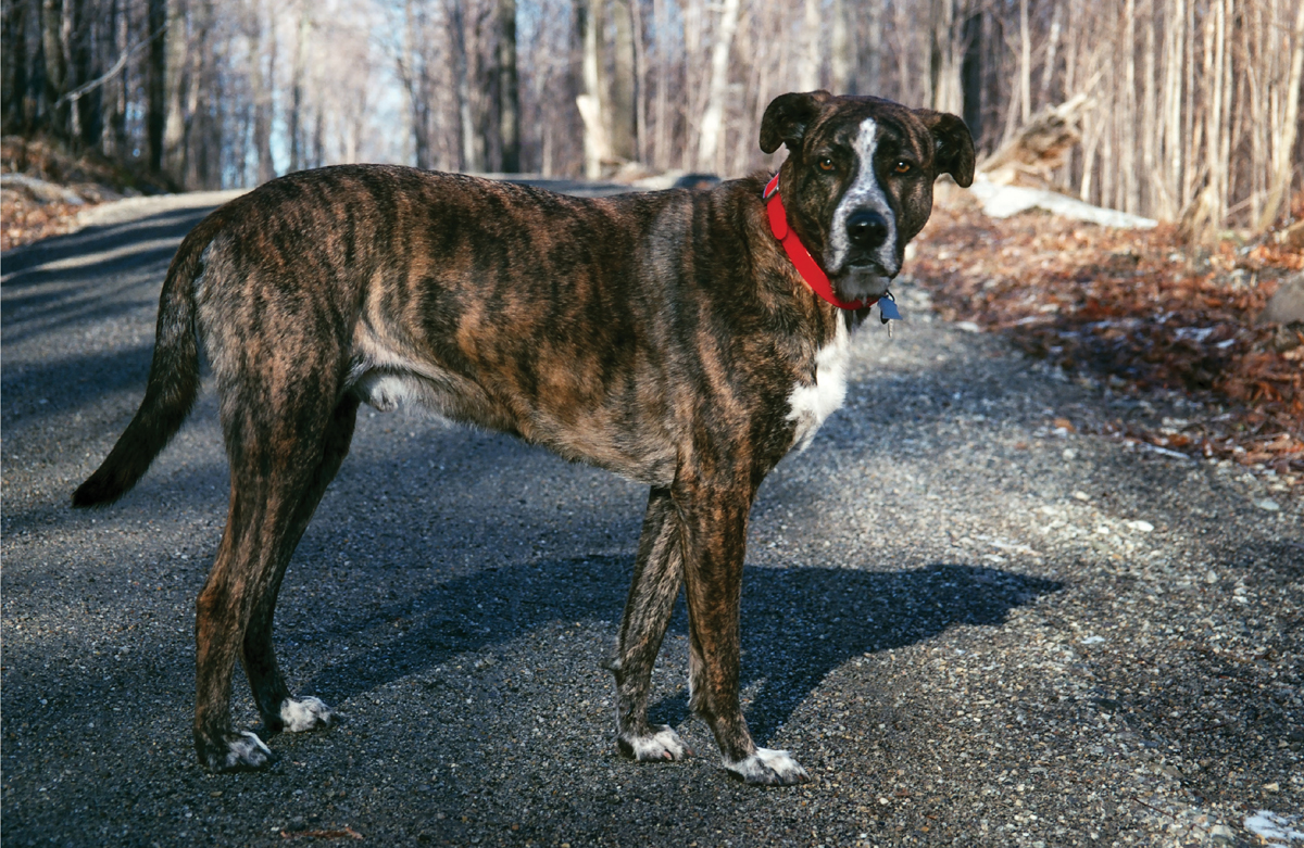 A young boy put a picture of Hunter in the window of a pet store in Vermont - photo 4