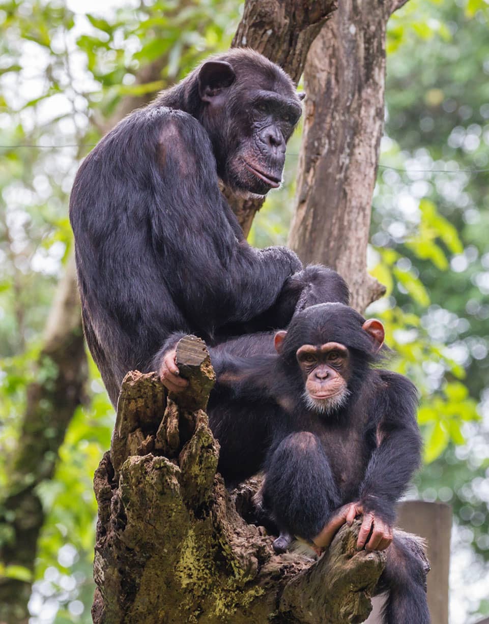 We share 98 percent of our DNA with chimpanzees but our genetic similarity is - photo 5