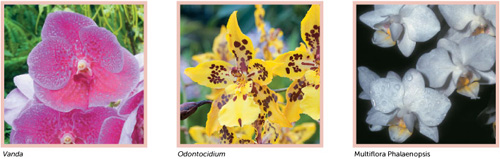 Bloom-Again Orchids 50 Easy-Care Orchids that Flower Again and Again and Again - image 2