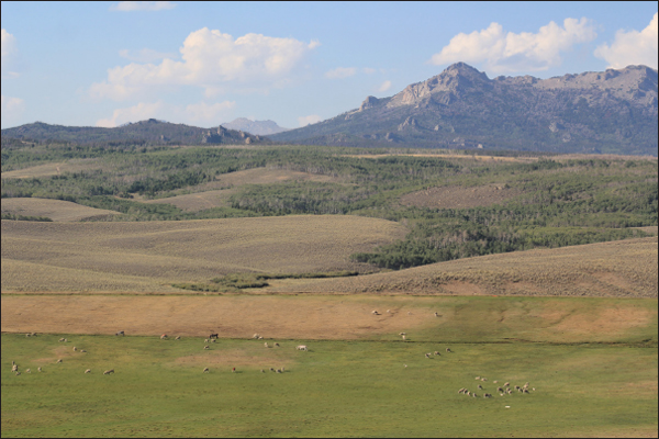 The authors domestic sheep flock grazes in private pastures in the southern - photo 3