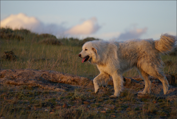 Rena at work on the sagebrush steppe of Wyoming prior to her battle with - photo 4