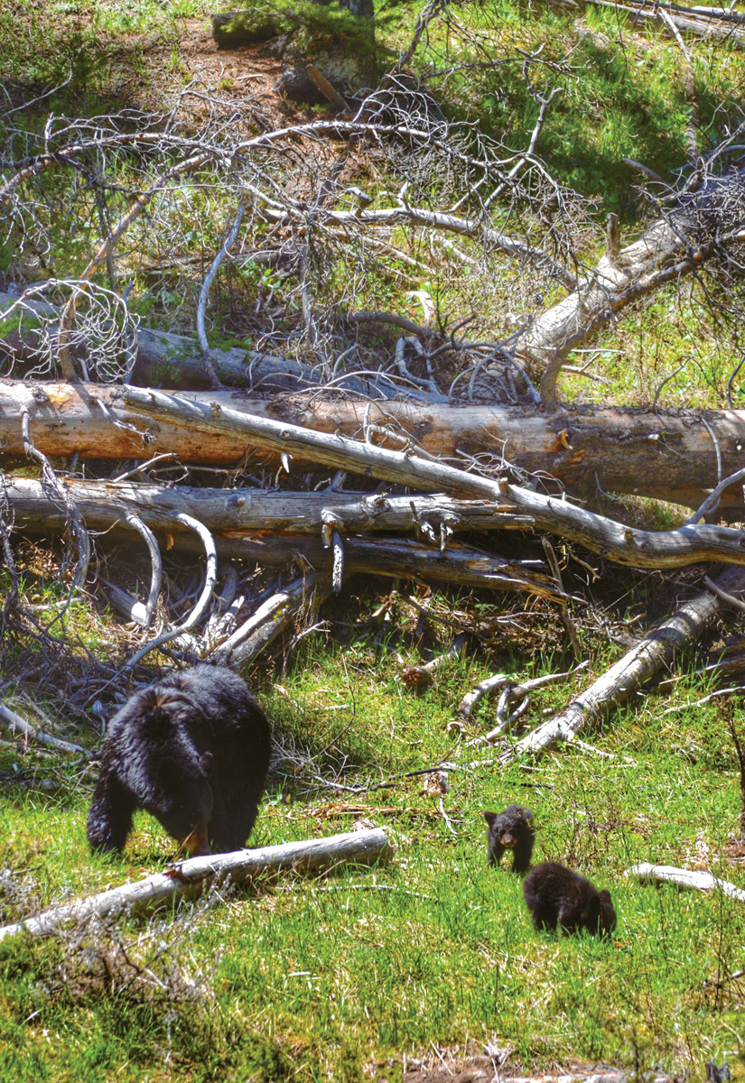 Chapter 1 Black Bears Jake Francom awoke in his tent in a Utah campground at - photo 1