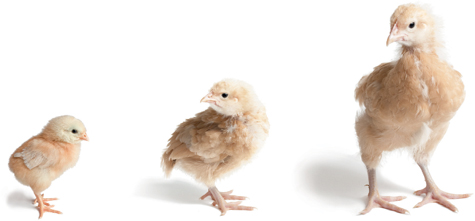 CHICK DAYS An Absolute Beginners Guide to RAISING CHICKENS from Hatchlings to - photo 1