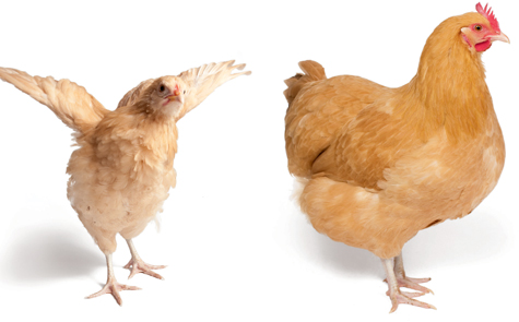 Chick Days An Absolute Beginners Guide to Raising Chickens - image 2