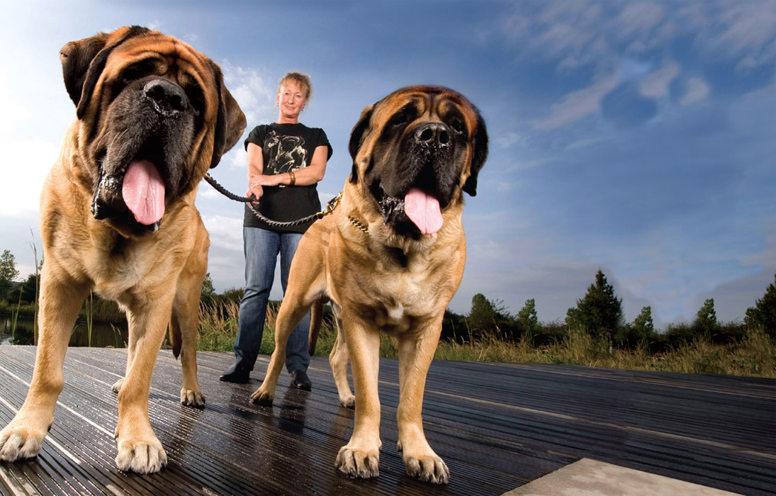 The Old English mastiff is the heaviest dog breed in the world They can weigh - photo 6