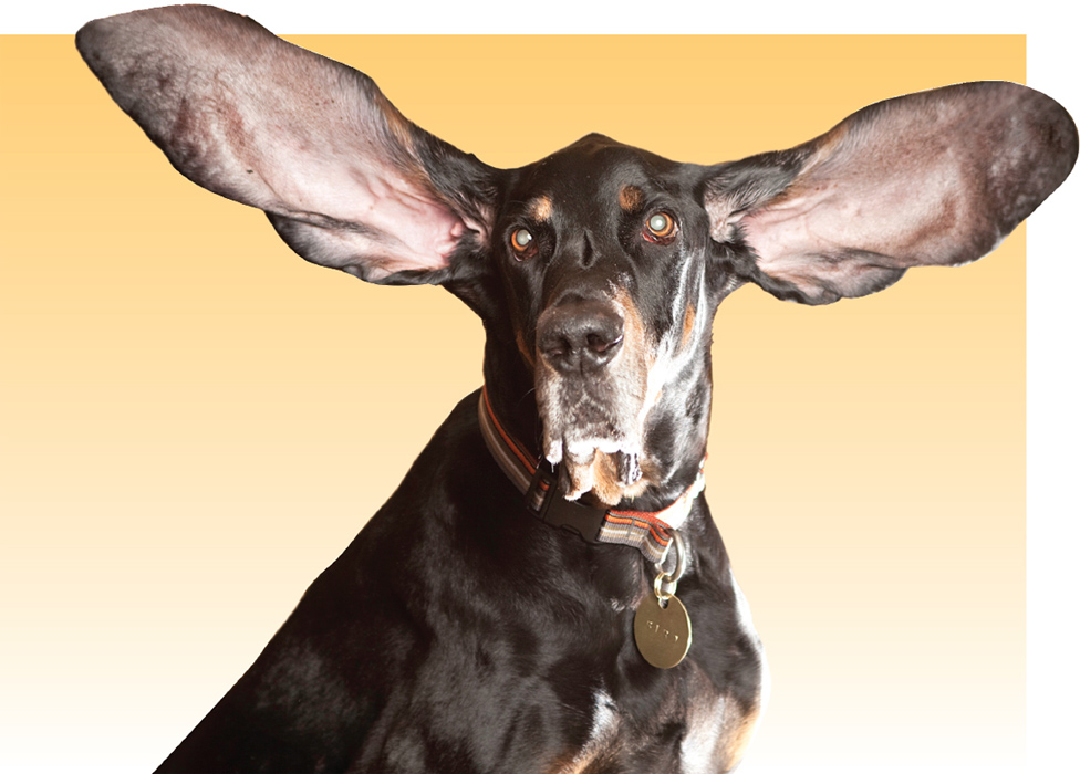 The biggest ears on a living dog belong to Harbor a coonhound who lives in - photo 8