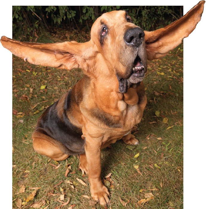 A bloodhound named Tigger had the longest ears on a dog ever His left ear was - photo 9