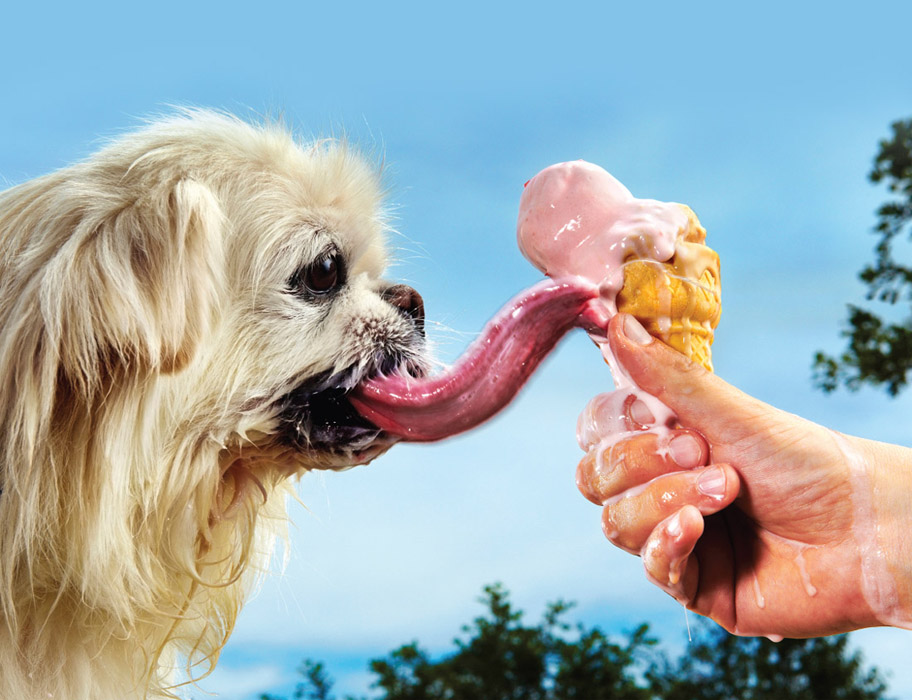 Puggy is a Pekingese who lives in Texas and he has the longest tongue on a - photo 10