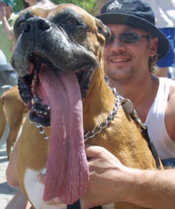 The longest dog tongue ever belonged to Brandy a boxer who lived in Michigan - photo 11