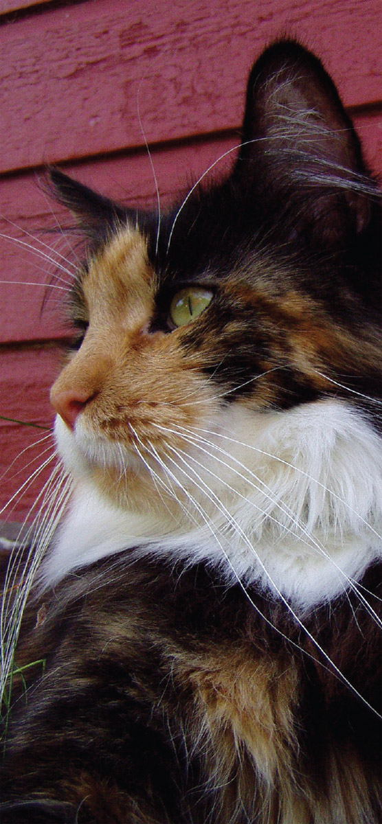 The longest domestic cat ever was Stewie a Maine coon who lived in Nevada and - photo 15