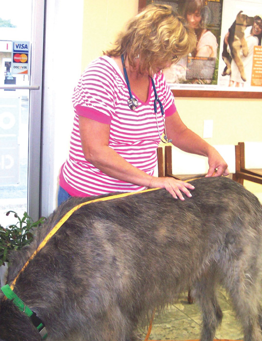 The most recent longest dog was Farrell a male Irish wolfhound who measured 7 - photo 4