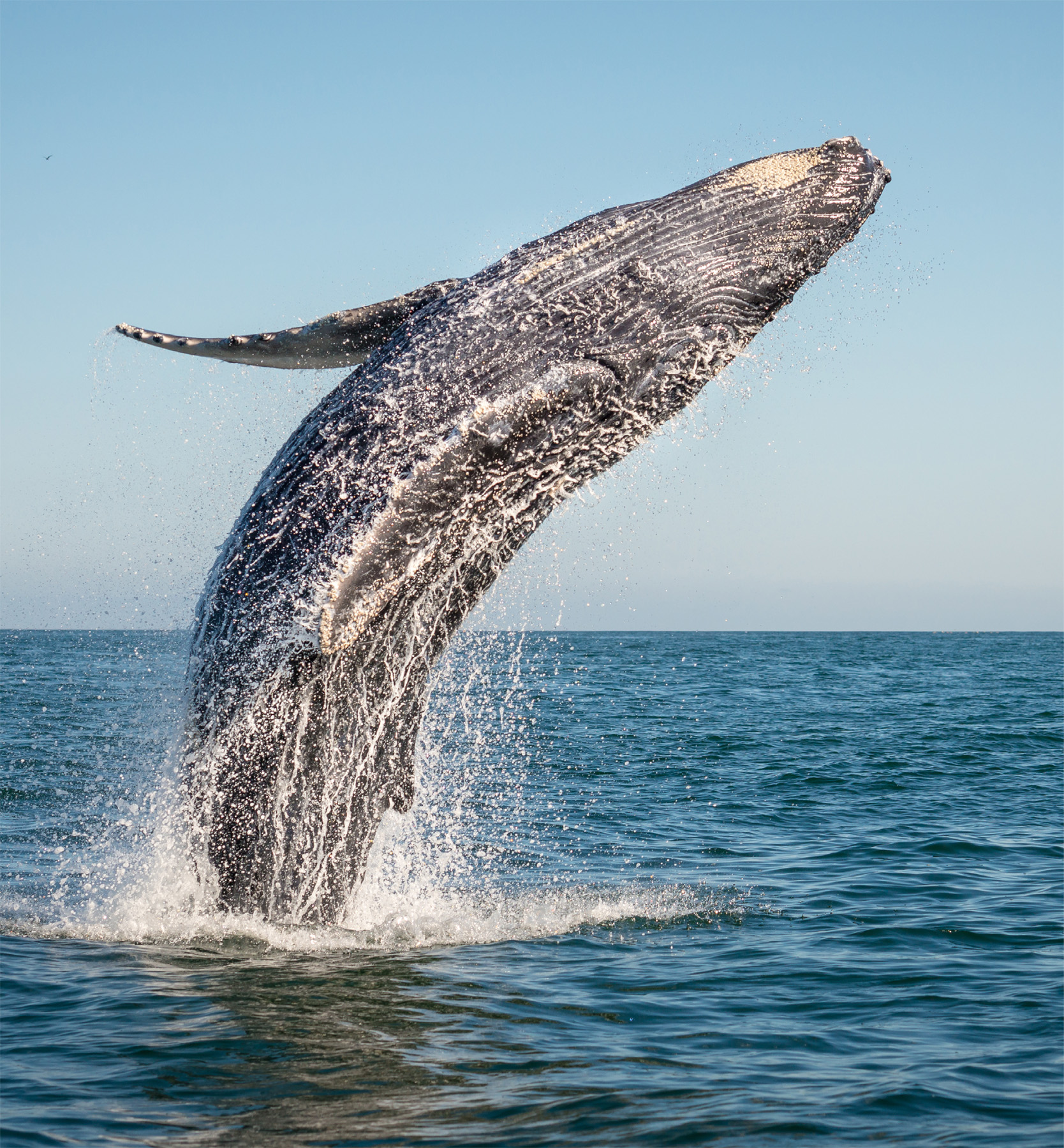 t The thrill of seeing a breaching whale gushing out of the water or a mother - photo 10