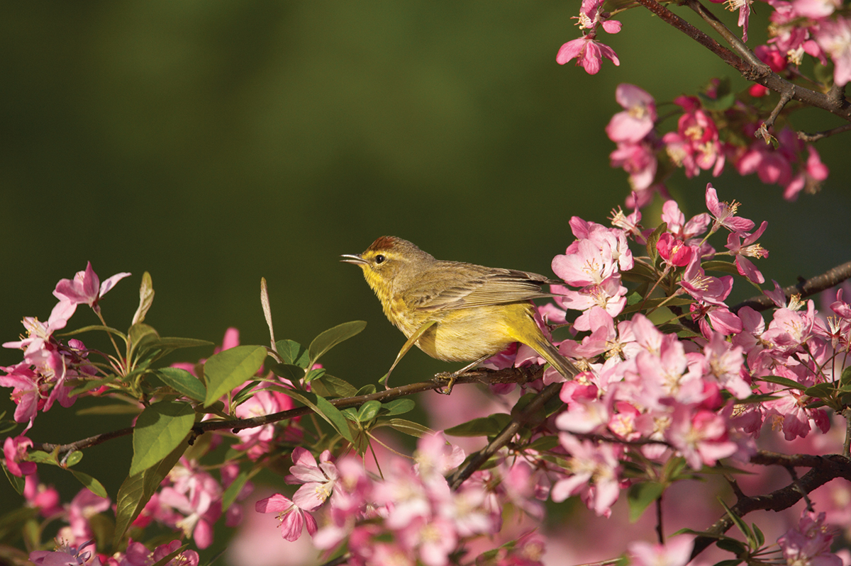 Palm Warbler Although the Palm Warbler winters in the southeastern United - photo 7