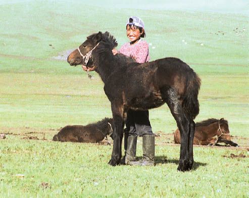 A young boy and a foal at Lkhamsrens Inside a well-to-do ger in - photo 11