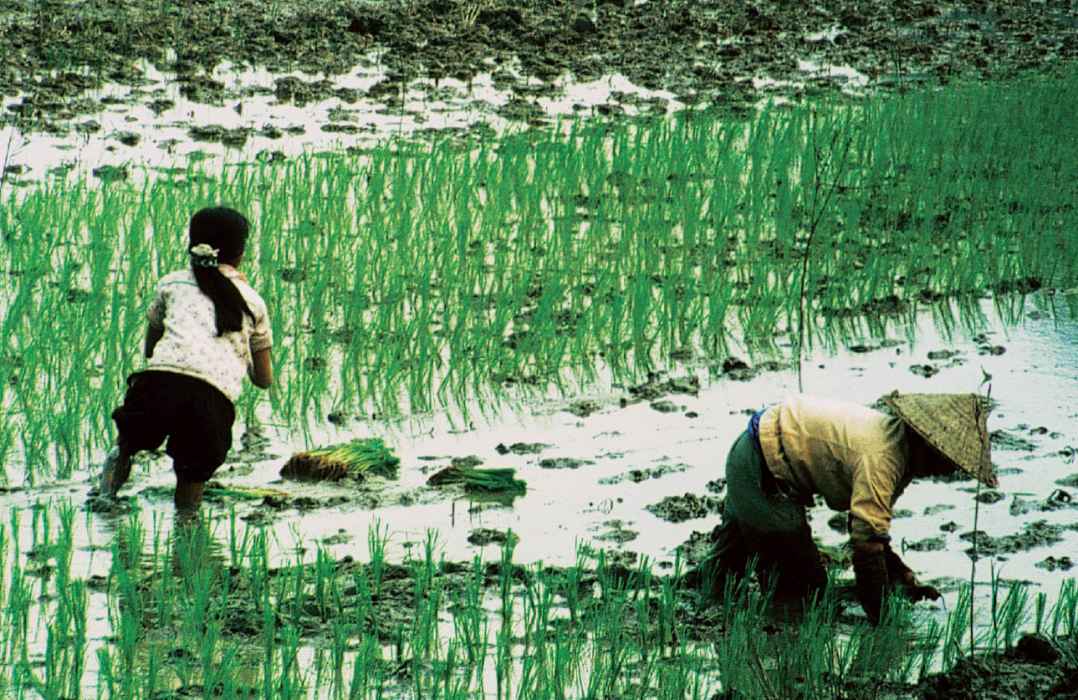 At work in the rice paddies along Highway 1 south of Hanoi Lunch in a - photo 21