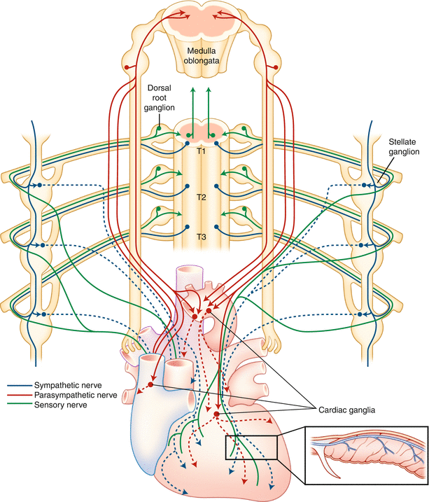 Figure 1-1 Anatomy and distribution of the cardiac nervous systems The - photo 1