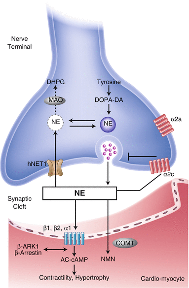 Figure 1-2 Sympathetic neuronal synapse in the heart The sympathetic neuronal - photo 2