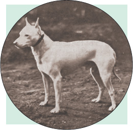 The extinct English White Terrier an acknowledged forerunner of todays Bull - photo 3