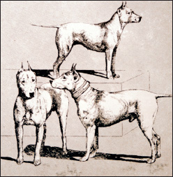 Bull Terriers depicted in an engraving from the end of the 19th century Note - photo 5