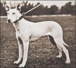 From 1907 this Bull Terrier bitch known as Millstone Venus exhibits the - photo 6