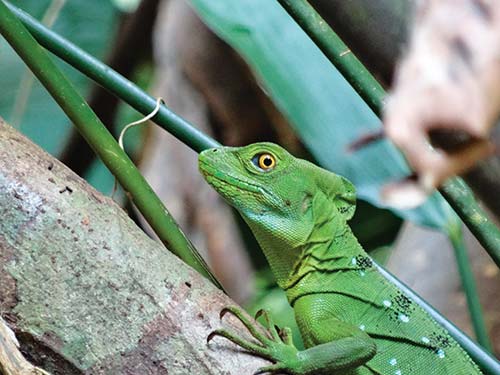 basilisk lizard beach town abundance on the Caribbean Coast - photo 9