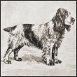 Trace the ancient beginnings of the spaniel breeds and see the English Cocker - photo 3