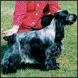 Learn the requirements of a well-bred English Cocker Spaniel by studying the - photo 5