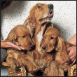 Find out about how to locate a well-bred English Cocker Spaniel puppy Discover - photo 6